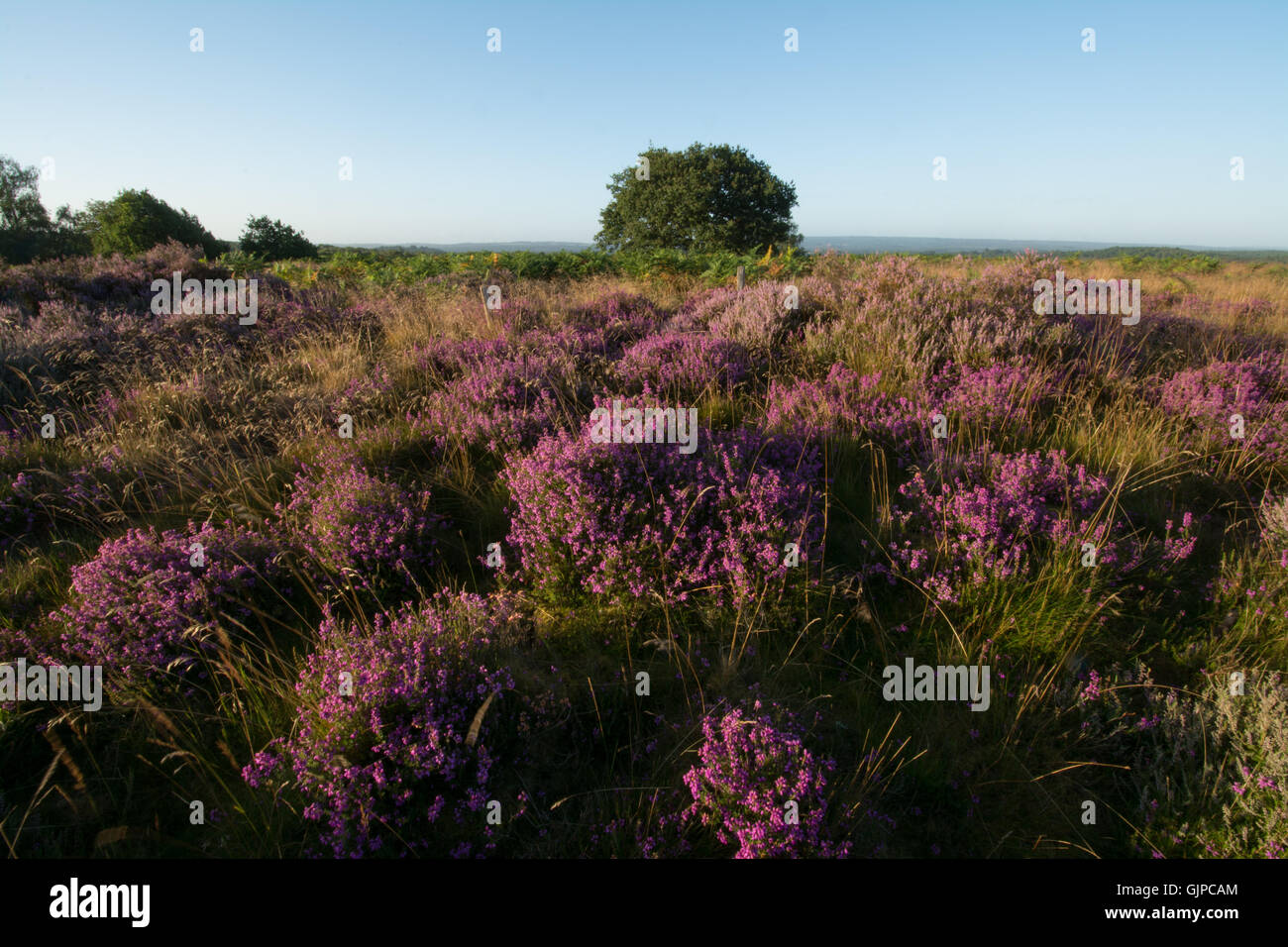 La mattina presto del paesaggio negli heather colline coperte di Surrey, Inghilterra Foto Stock