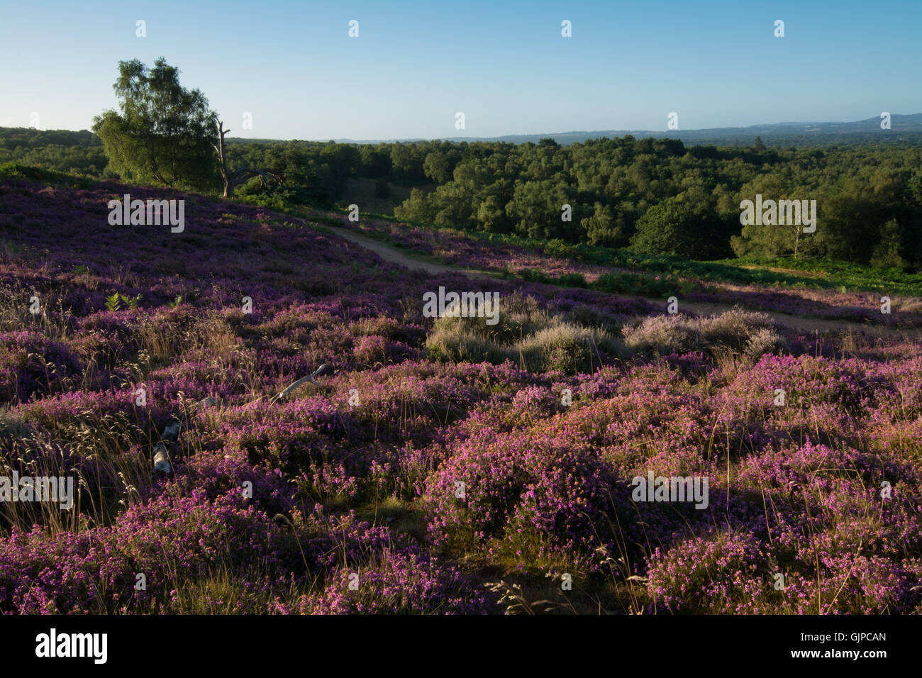 Paesaggio mattutino sulle colline ricoperte di erica a Puttenham Common, Surrey, Inghilterra Foto Stock