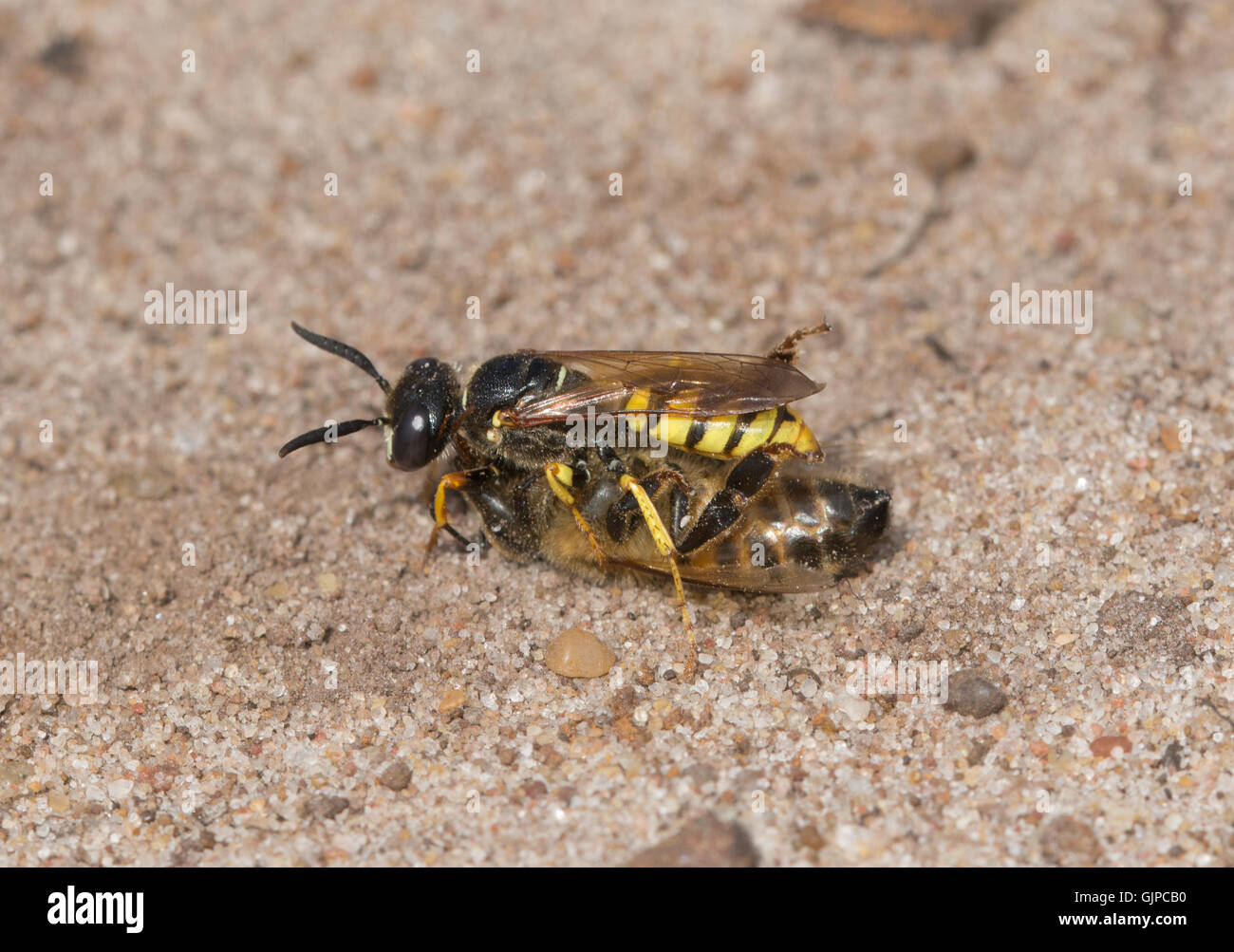 Macro di beewolf wasp (Philanthus triangulum) con il miele delle api (Apis) preda di sabbia sul brughiera habitat nel Surrey, Inghilterra Foto Stock