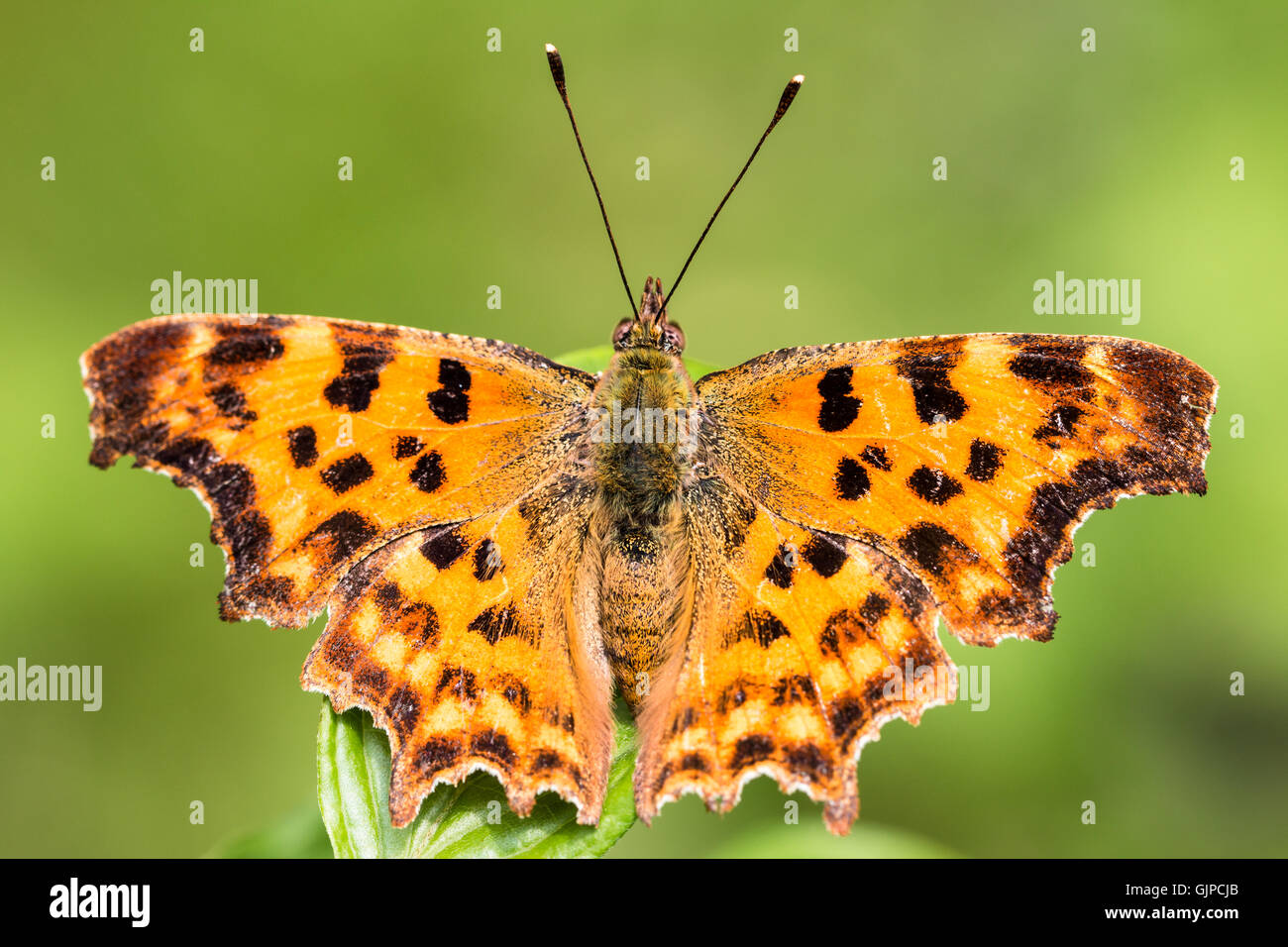 Il satiro virgola butterfly marrone con punti su Orange Wings Foto Stock