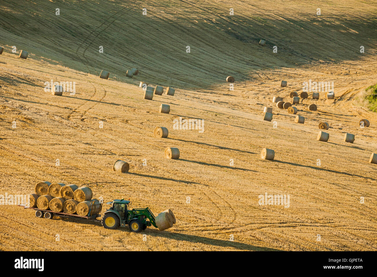 Raccolto in South Downs National Park in East Sussex, Inghilterra. Foto Stock