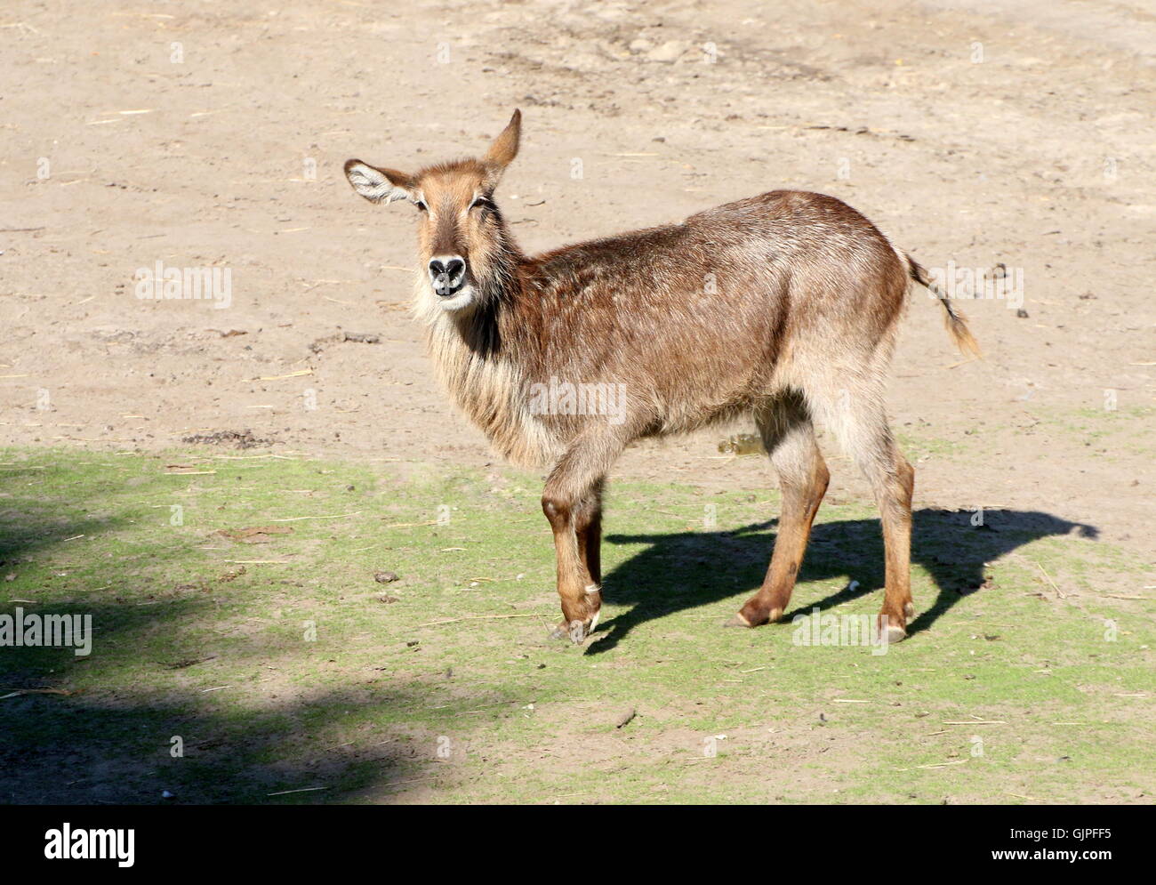 Femmina Ellipsen africana waterbuck (Kobus ellipsiprymnus ellipsiprymnus) Foto Stock