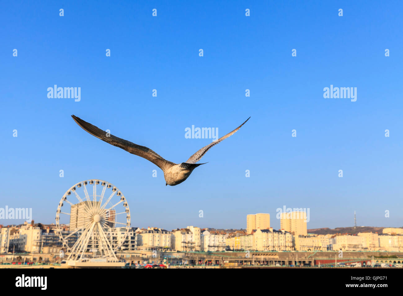 Seagull volare nel cielo blu chiaro con Brighton Seafront e la ruota panoramica Ferris in background, Inghilterra Foto Stock