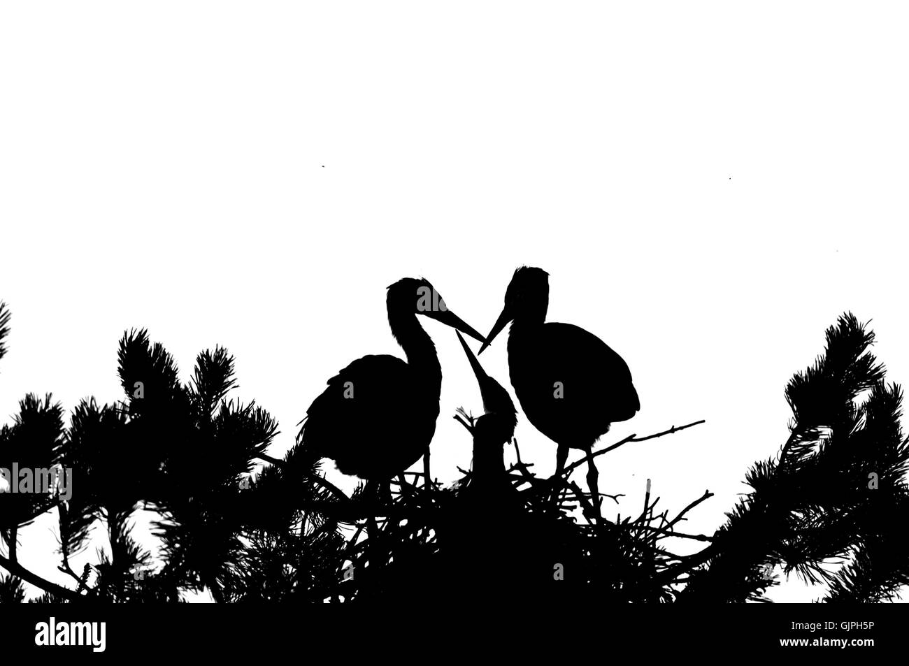 Tre airone cinerino (Ardea cinerea) capretti gli uccelli nel nido silhouette. Parco nazionale del lago Plesheevo, Yaroslavl Regione, Russia Foto Stock