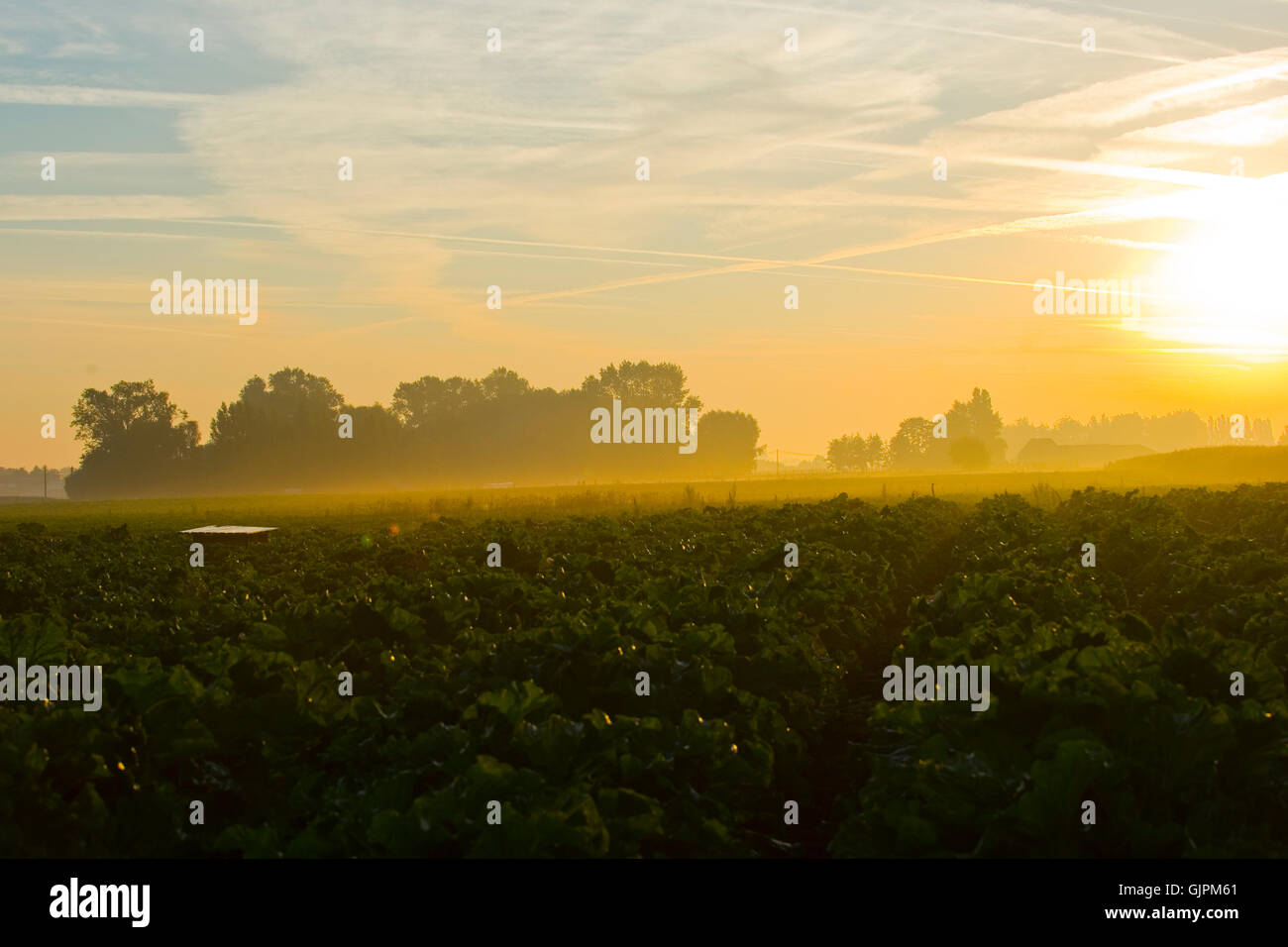 Campo di rabarbaro all'alba nella regione delle Fiandre Belgio Foto Stock