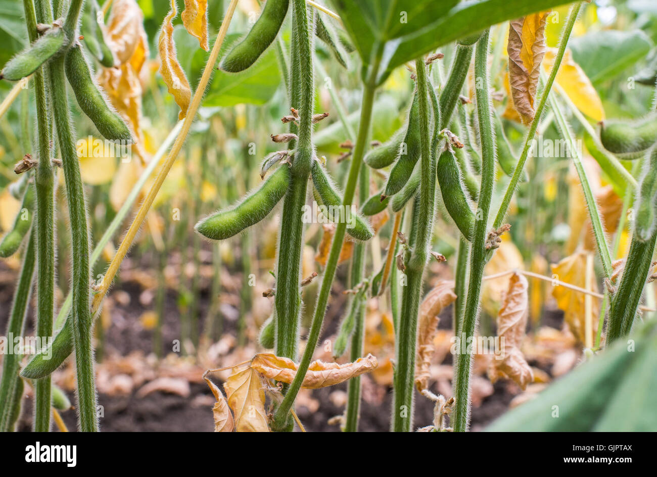 Campo di fagioli di soia closeup in estate Foto Stock