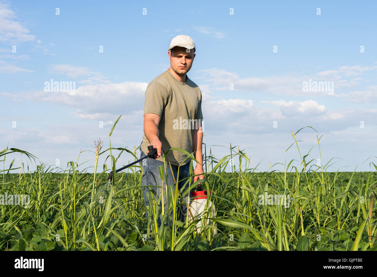 Il contadino di spruzzatura campo di soia Foto Stock