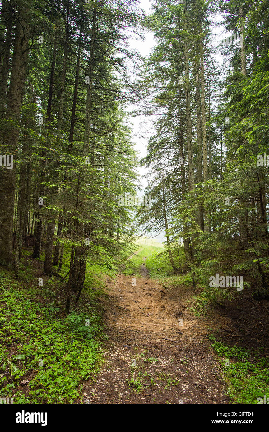 Abete naturale foresta di alberi Foto Stock