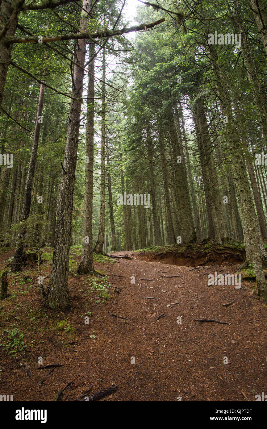 Abete naturale foresta di alberi Foto Stock