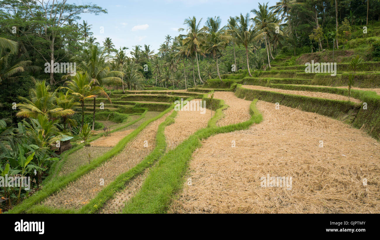 I campi di riso vicino alla Pura Gunung Kawi in una giornata di sole Foto Stock