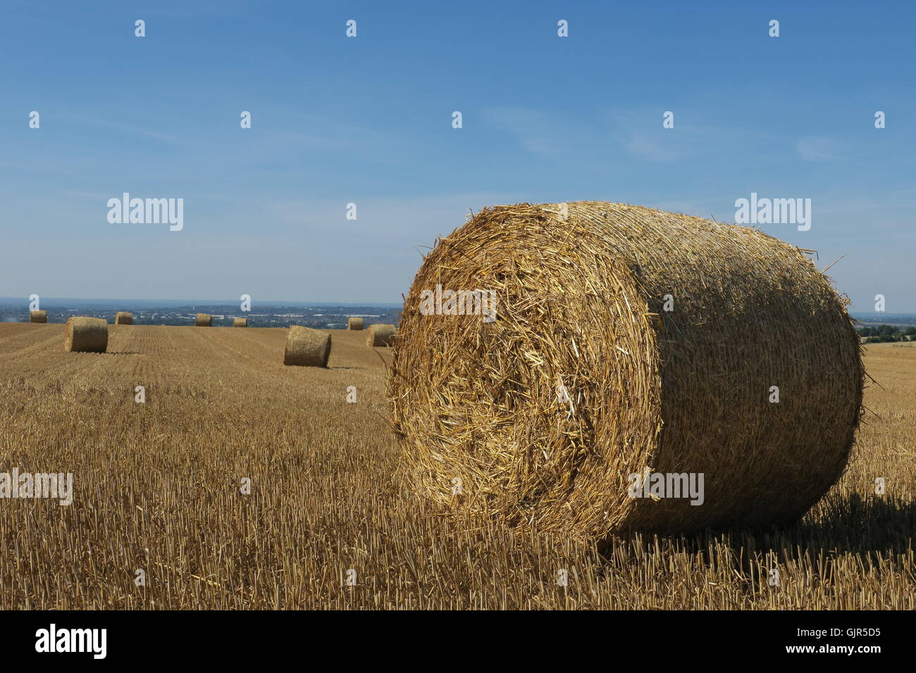 Balle di paglia di grano sparsi su un campo che è stato recentemente raccolte su Liddington Hill, Wiltshire. Regno Unito. Foto Stock