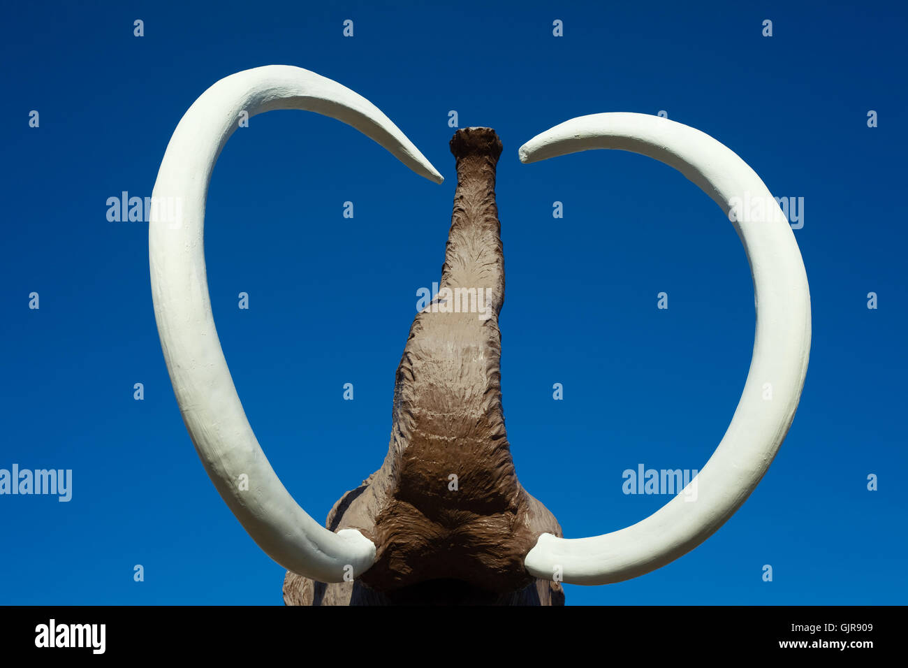 Mammut lanosi zanne e tronco Foto Stock