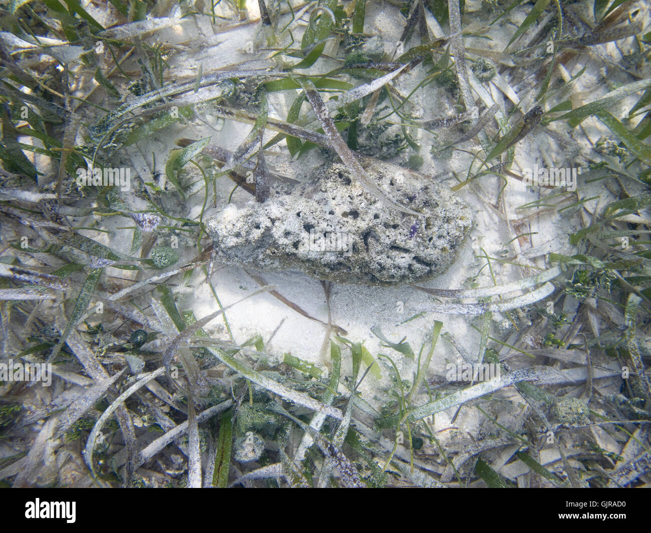 Roccia in algea Foto Stock