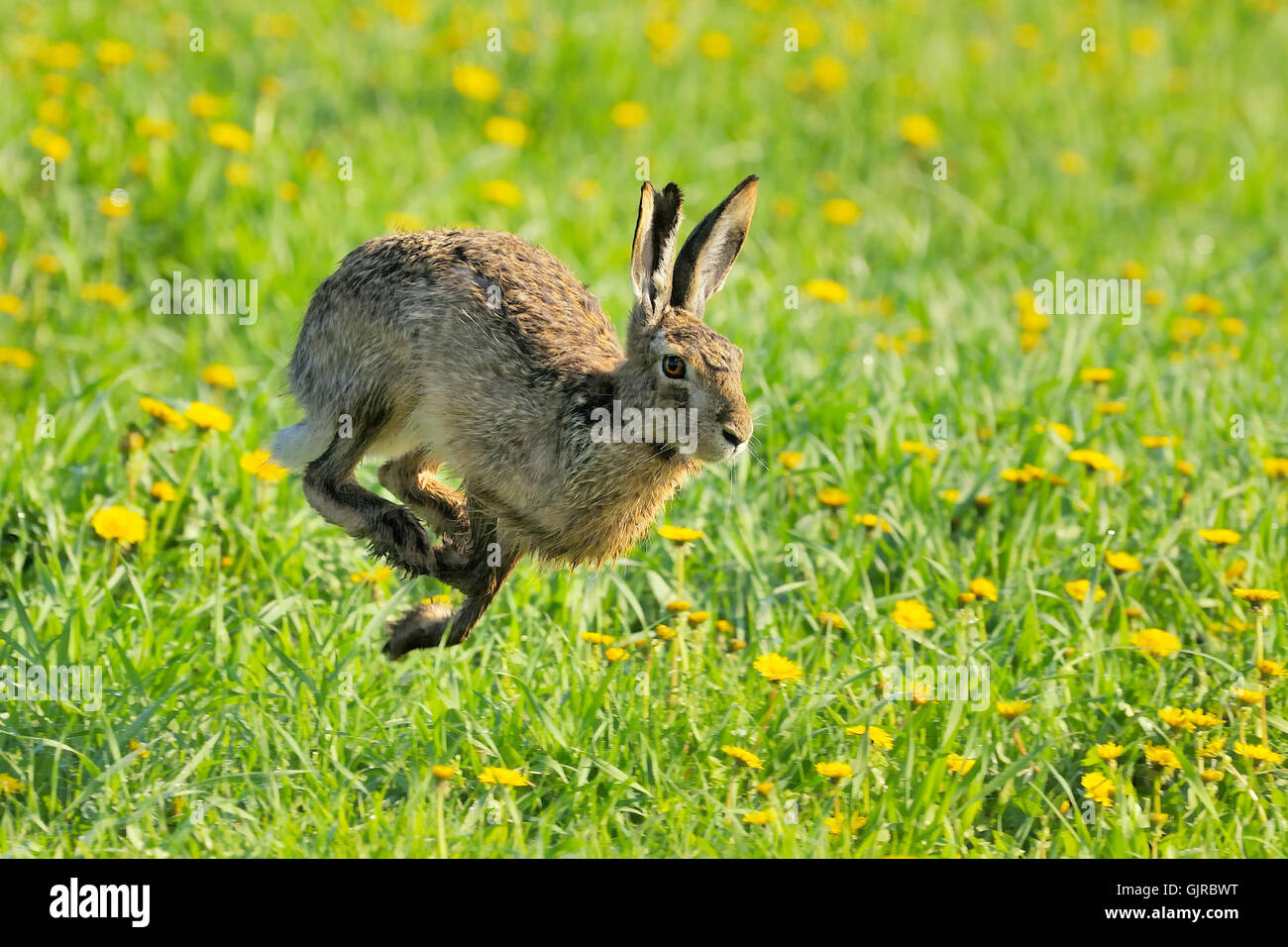 Run rabbit run Foto Stock