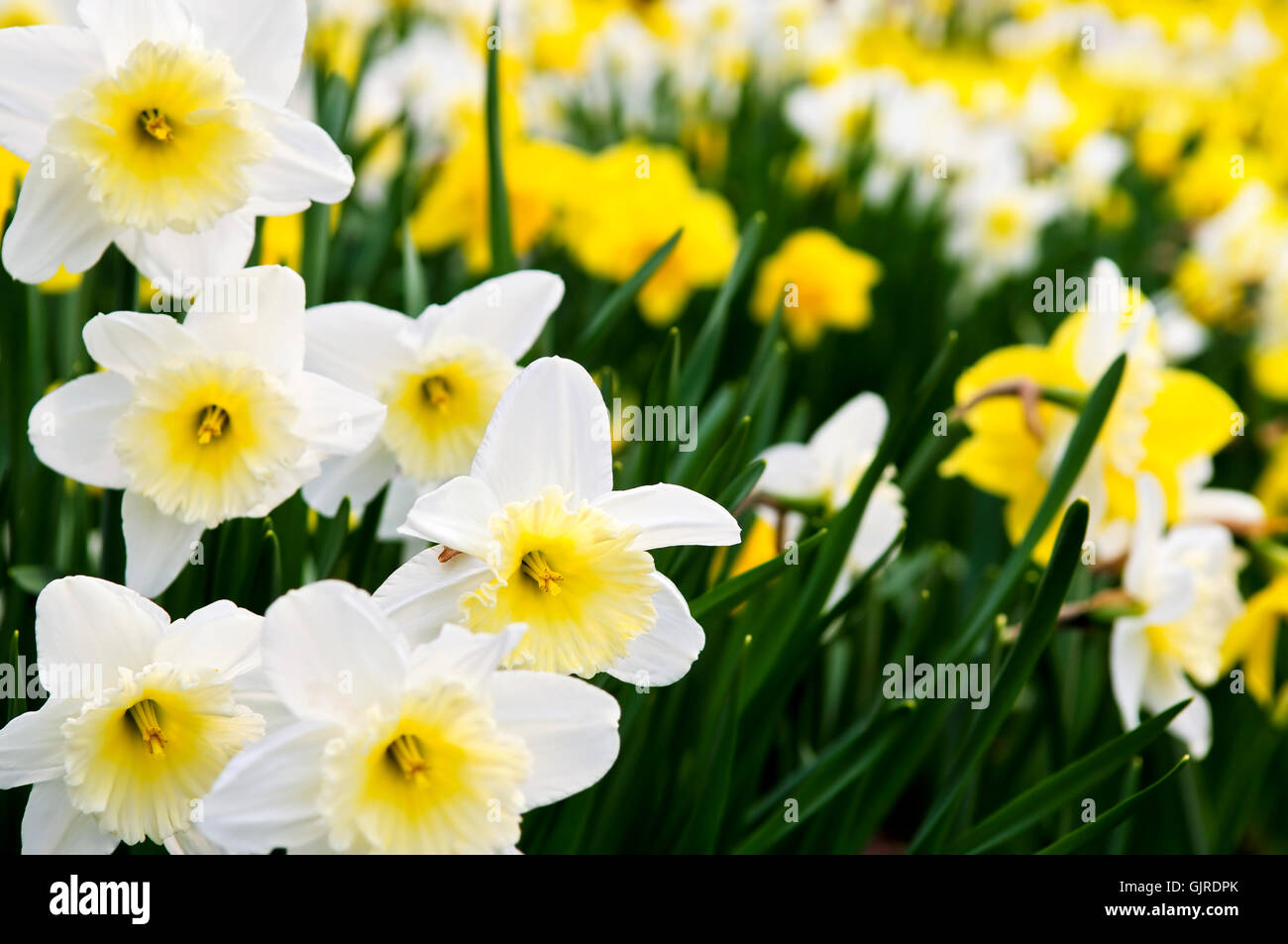 Campo fiore fiori Foto Stock