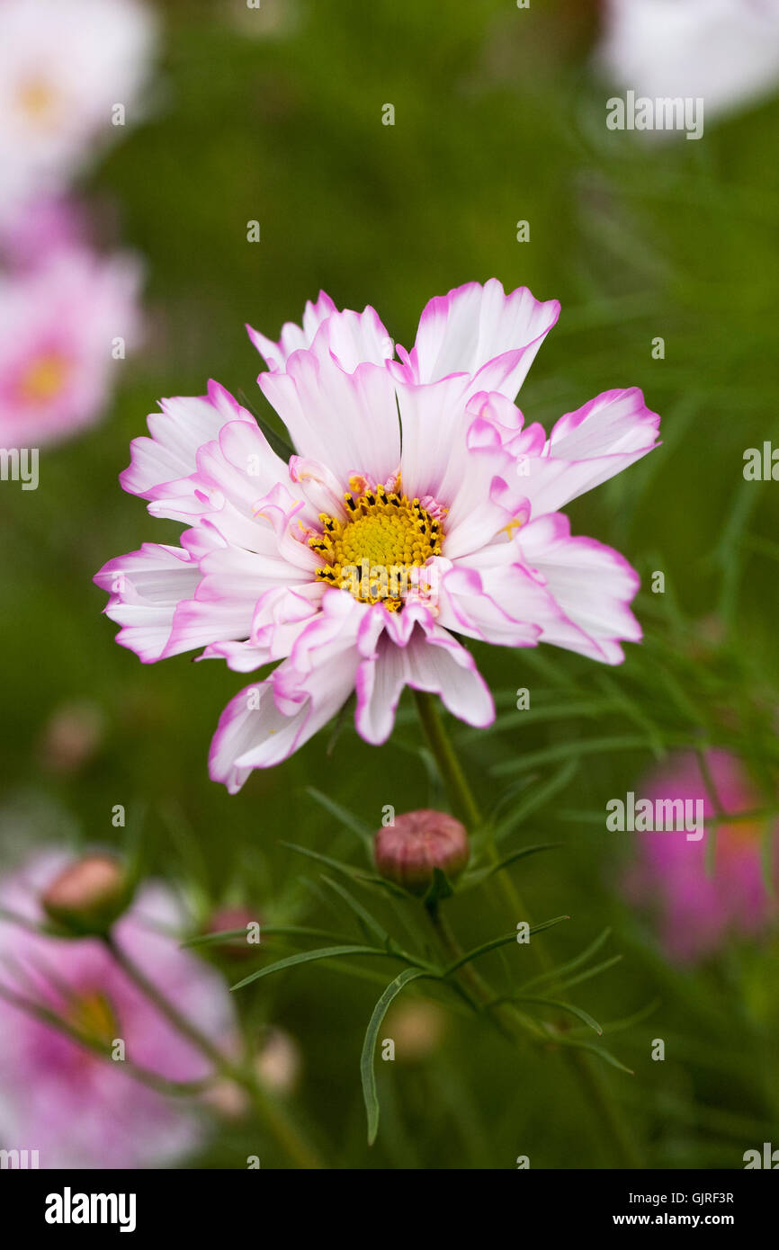 Cosmo fare doppio clic Bicolor Rose fiore. Foto Stock