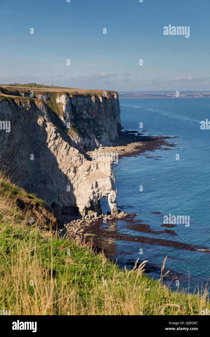Bempton Cliffs Chalk scogliere; Riva e Arco Yorkshire; Regno Unito Foto Stock