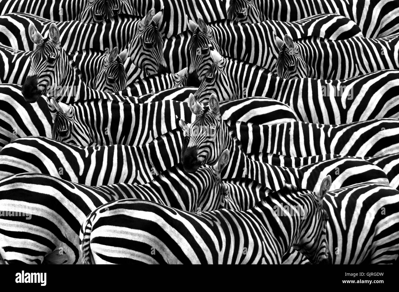 zebre Foto Stock