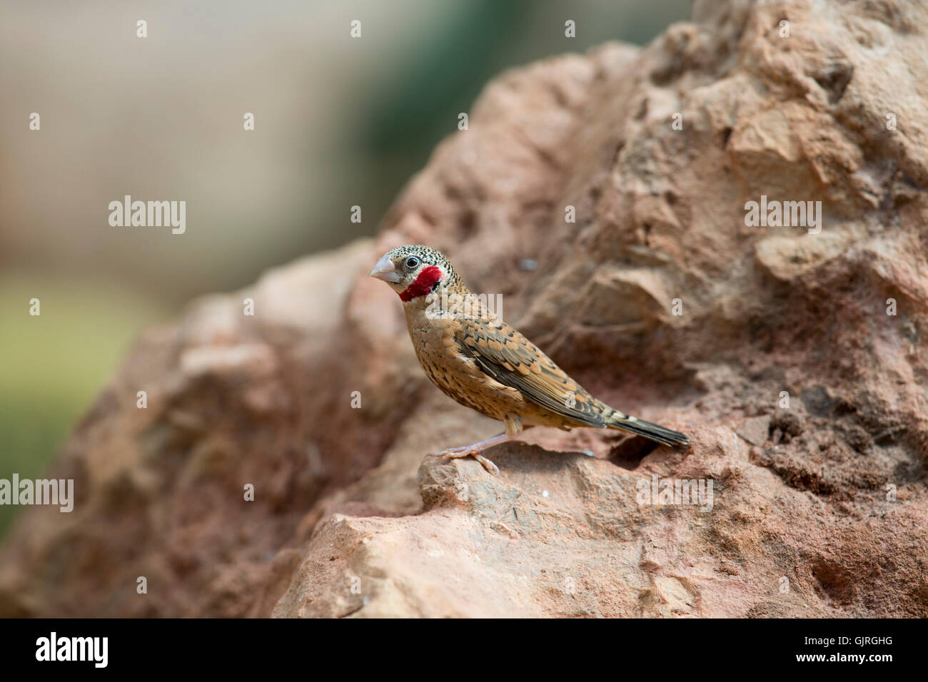 Tagliare la gola Finch; Amadina fasciata singolo; Captive REGNO UNITO Foto Stock