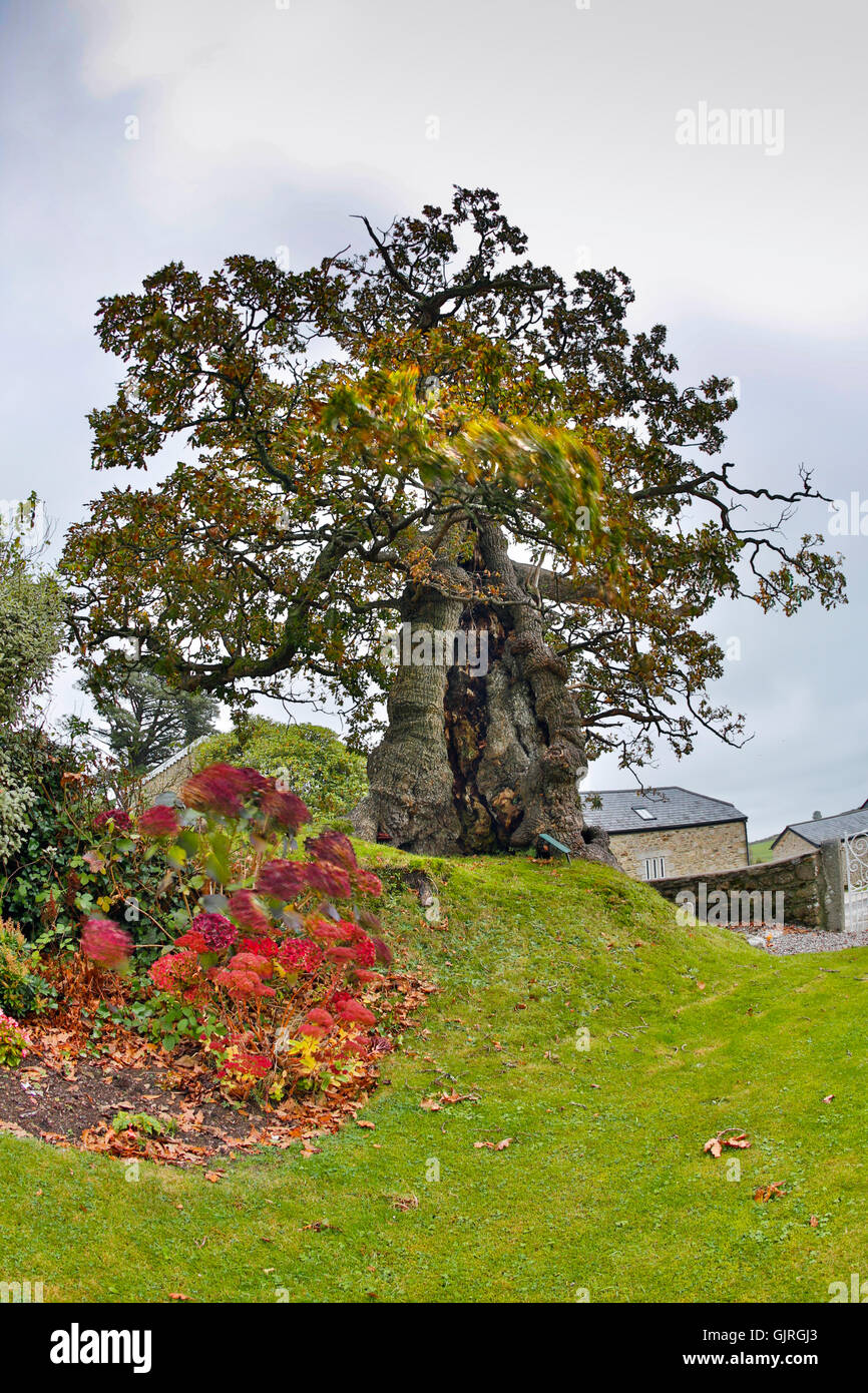 Darley Quercia; Quercus robur antico albero Bodmin Moor; Cornovaglia Foto Stock