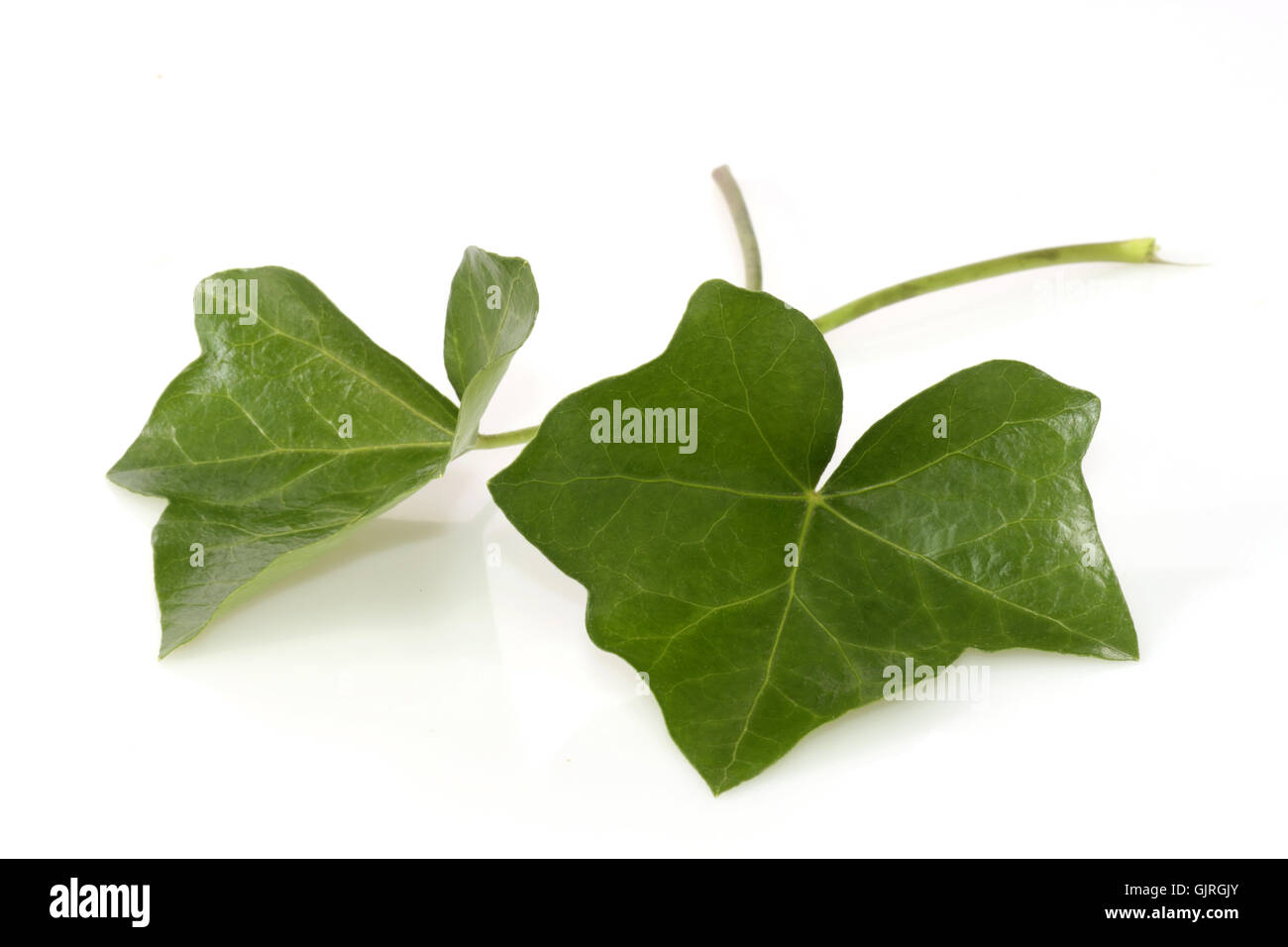 Verde foglia pianta rampicante Foto Stock
