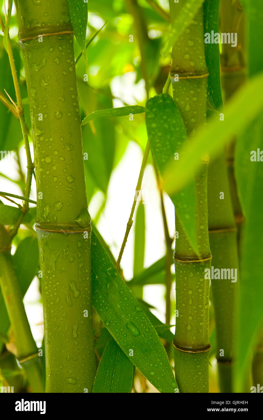 bambù 02 Foto Stock