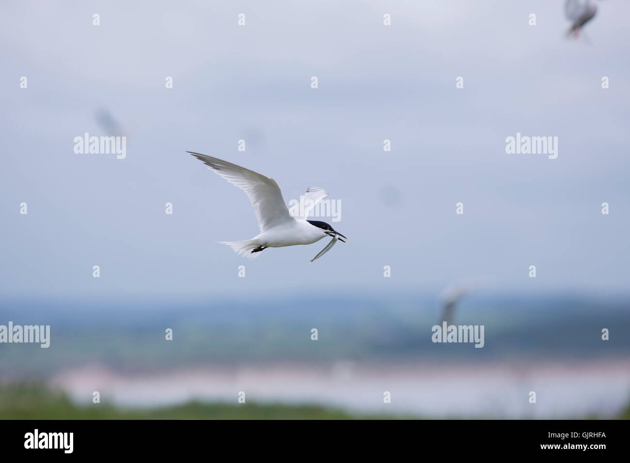 Sandwich Tern; Sterna sandvichensis singolo adulto in volo con pesce farne isole; Regno Unito Foto Stock