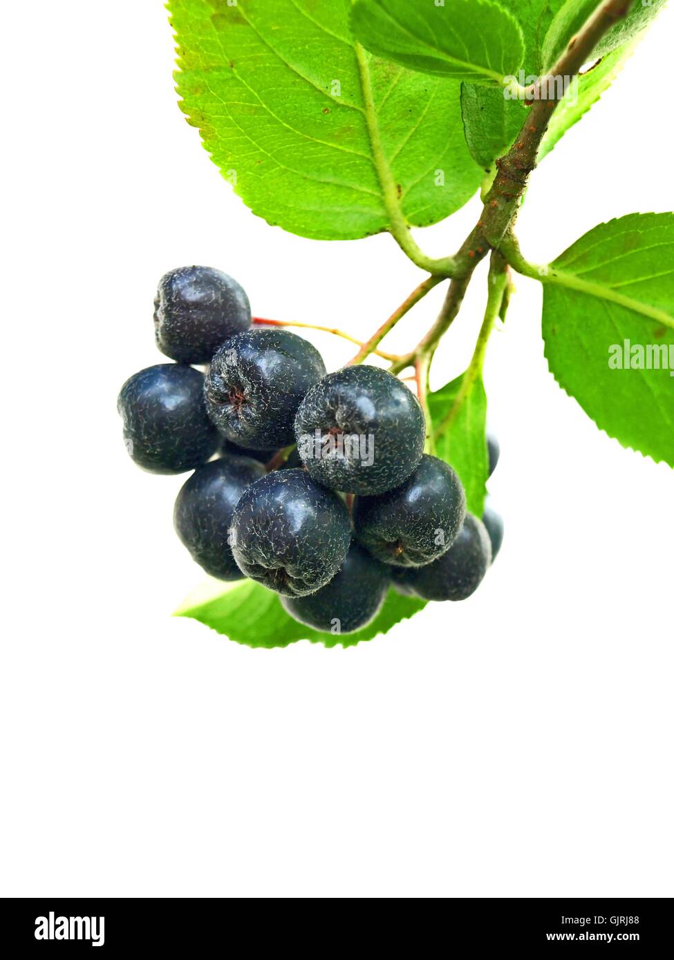 Succo di frutti di bosco del sistema immunitario Foto Stock