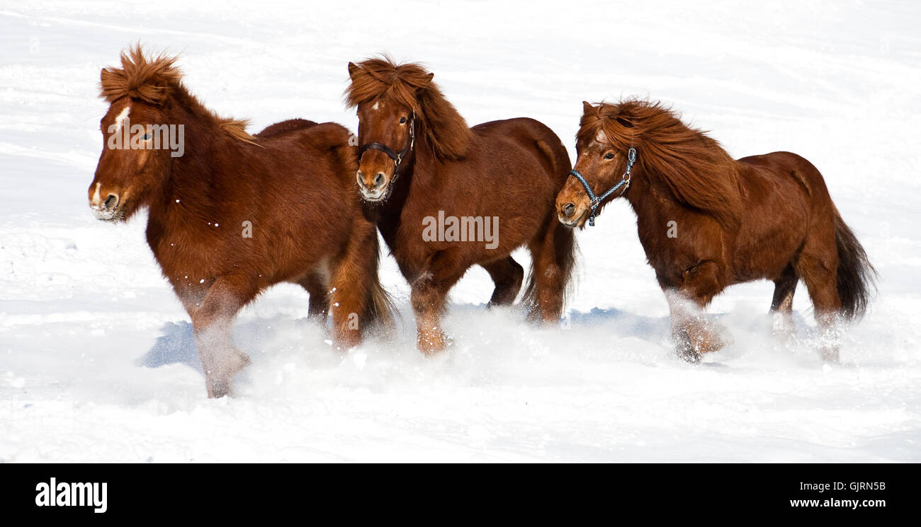 I cavalli nella neve Foto Stock