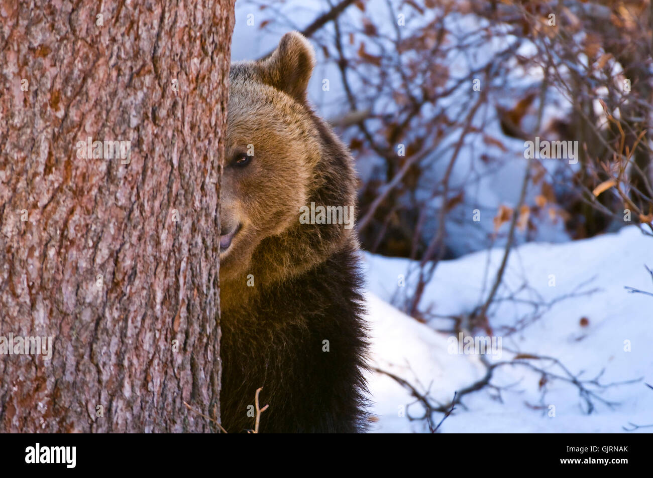 L'inverno portano curiosità Foto Stock