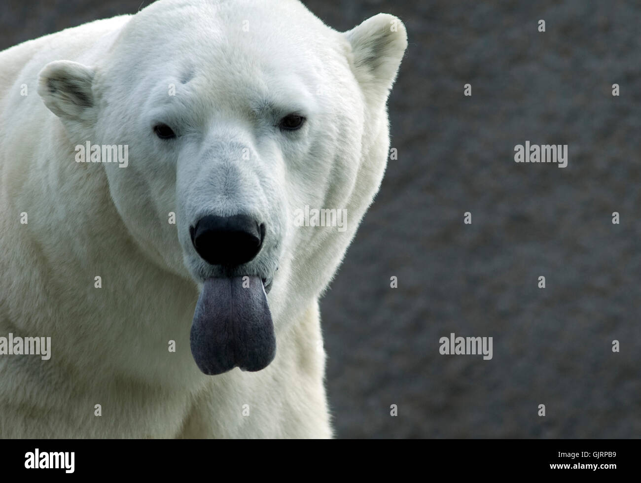 Orso orso polare linguetta Foto Stock