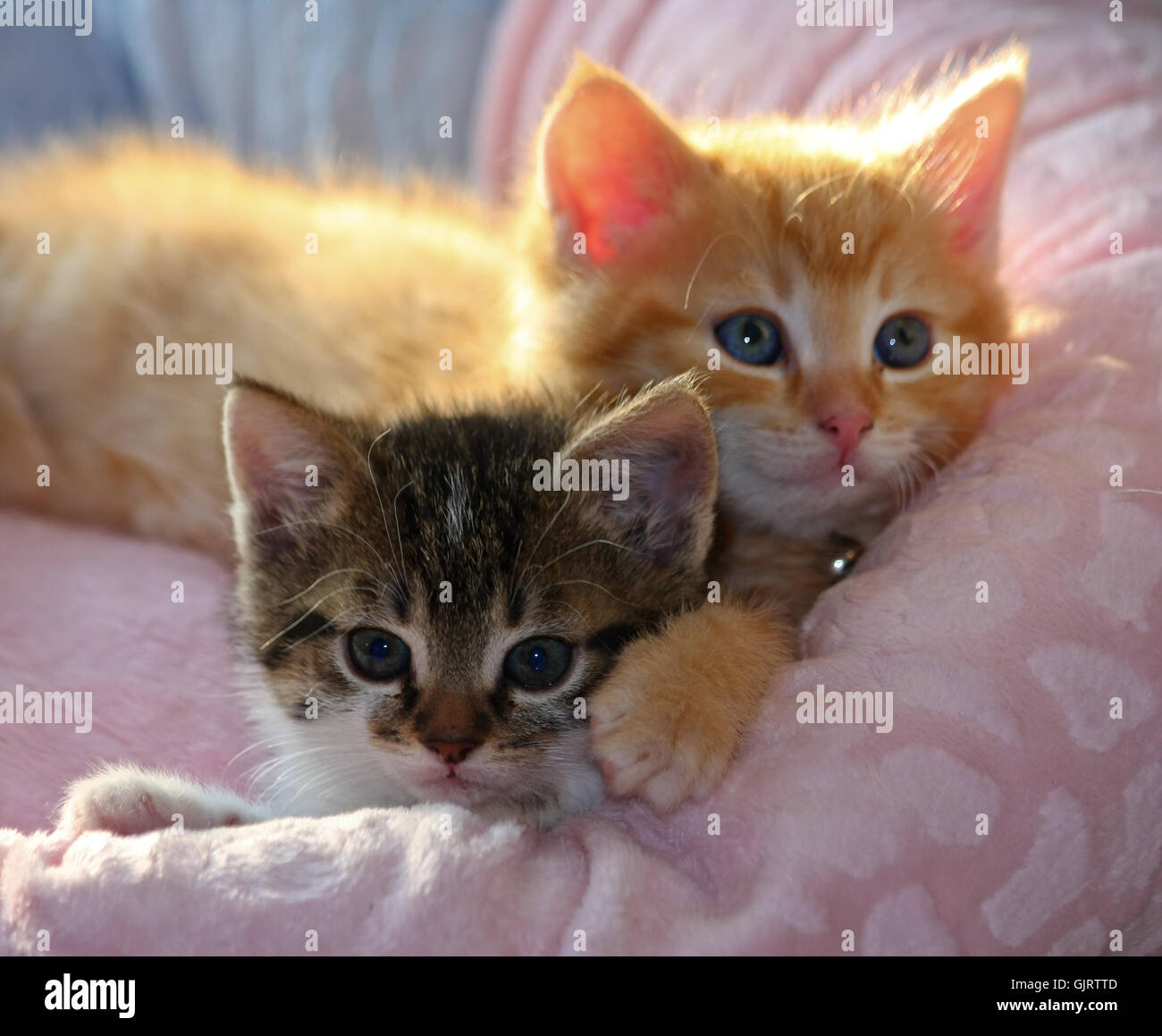Gattini Foto Stock