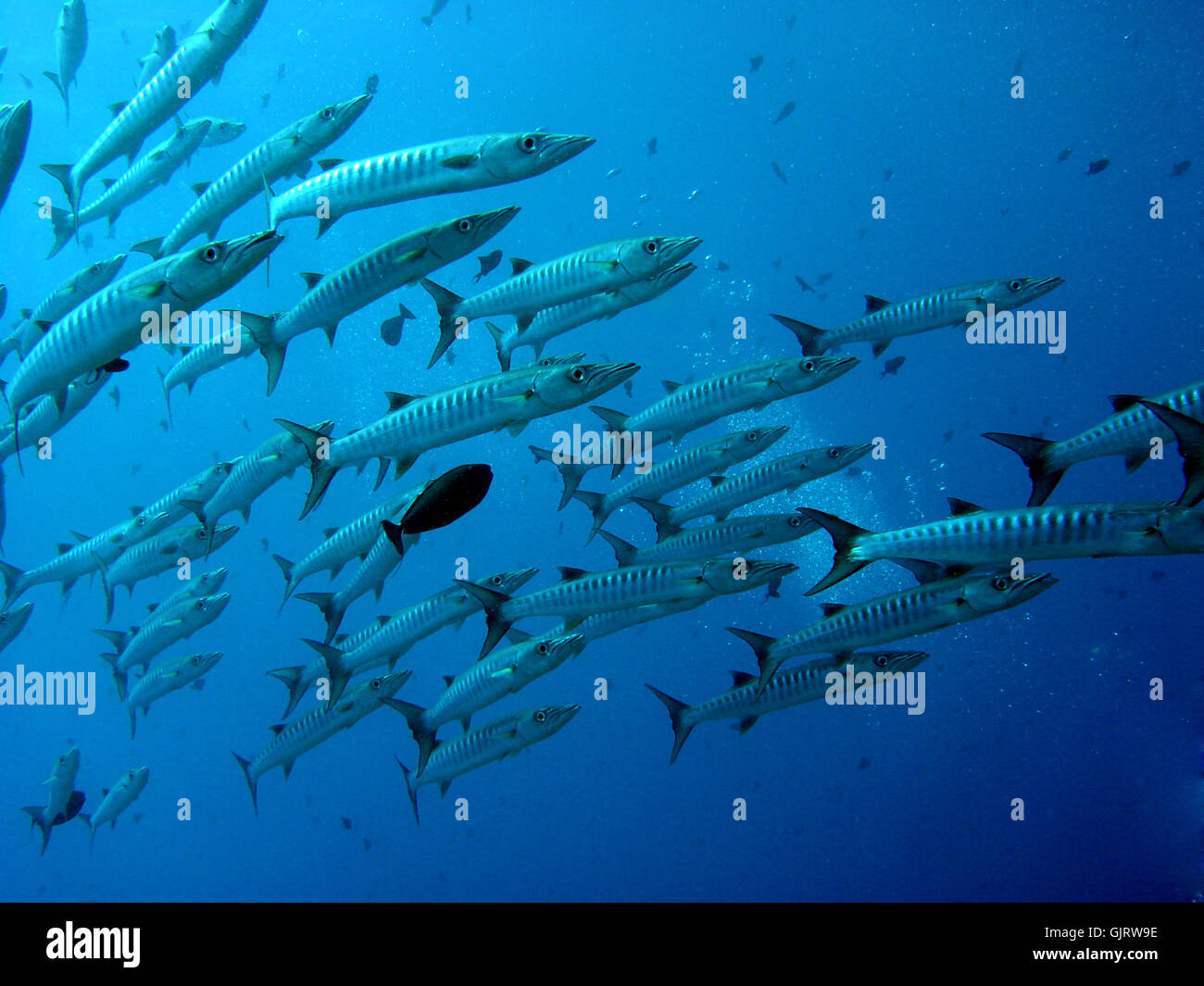 Immersione subacquea pesci Foto Stock