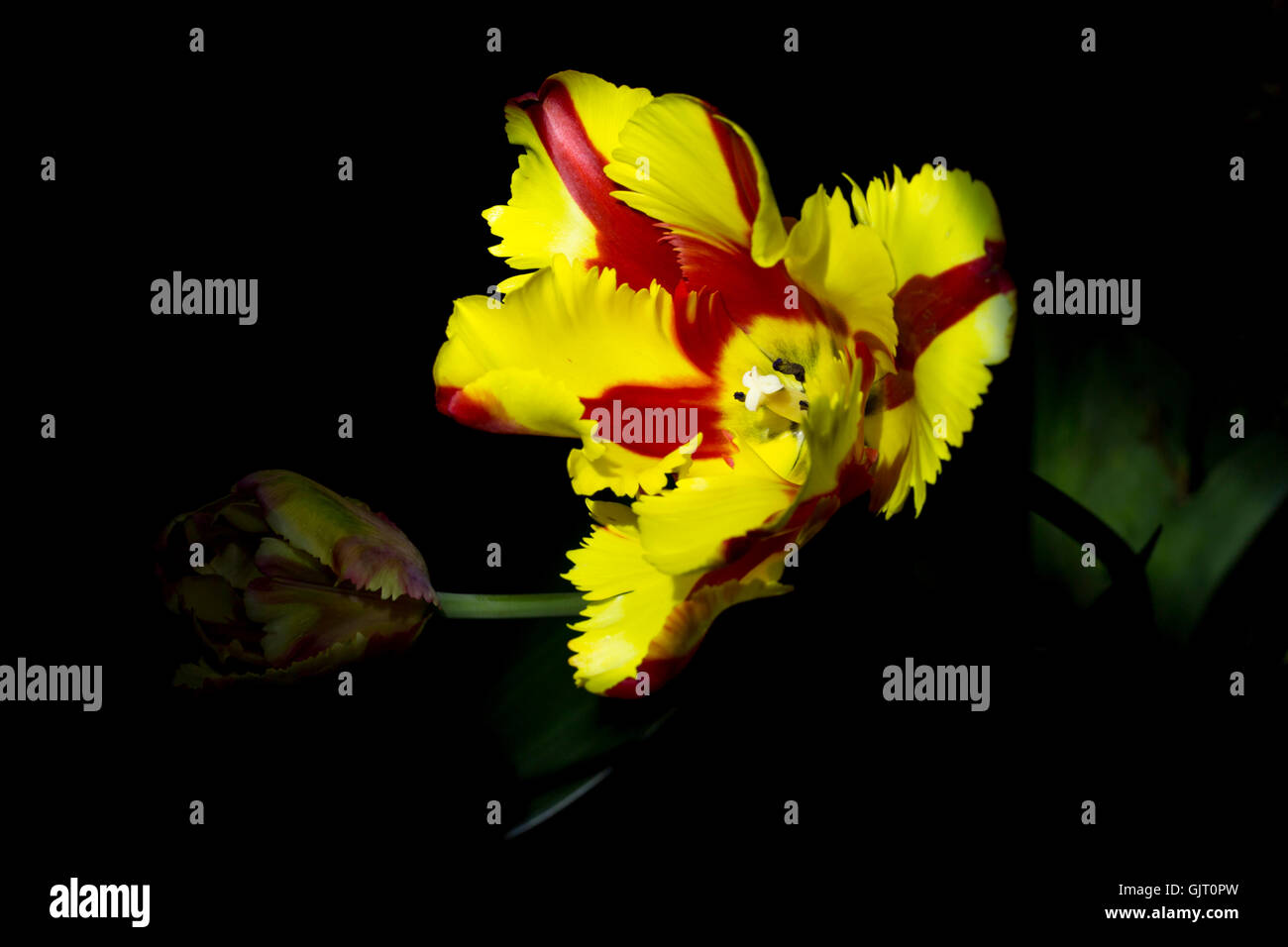 Due belle di rosso e di giallo tulip blossoms con sfondo nero Foto Stock