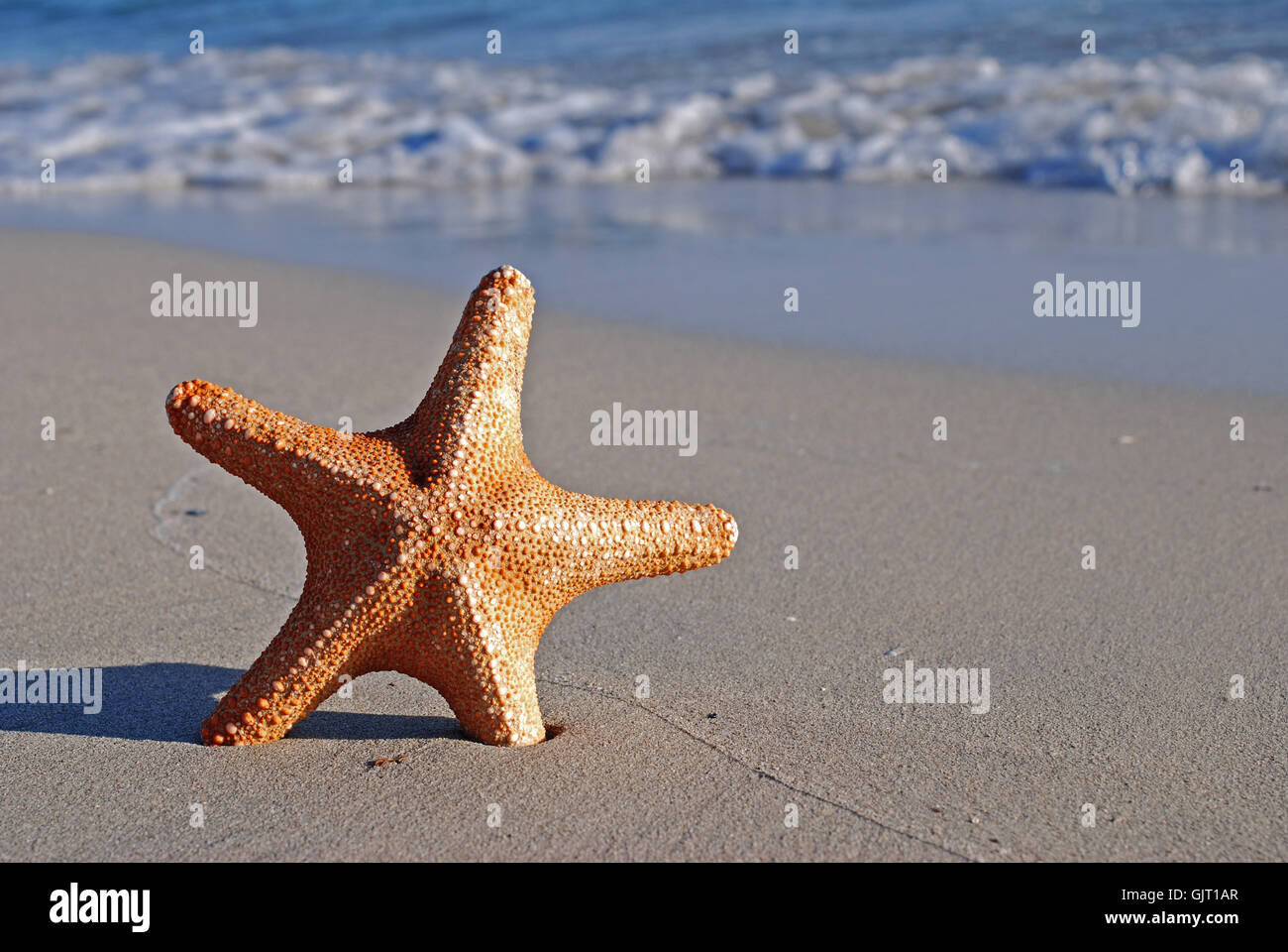stelle marine Foto Stock