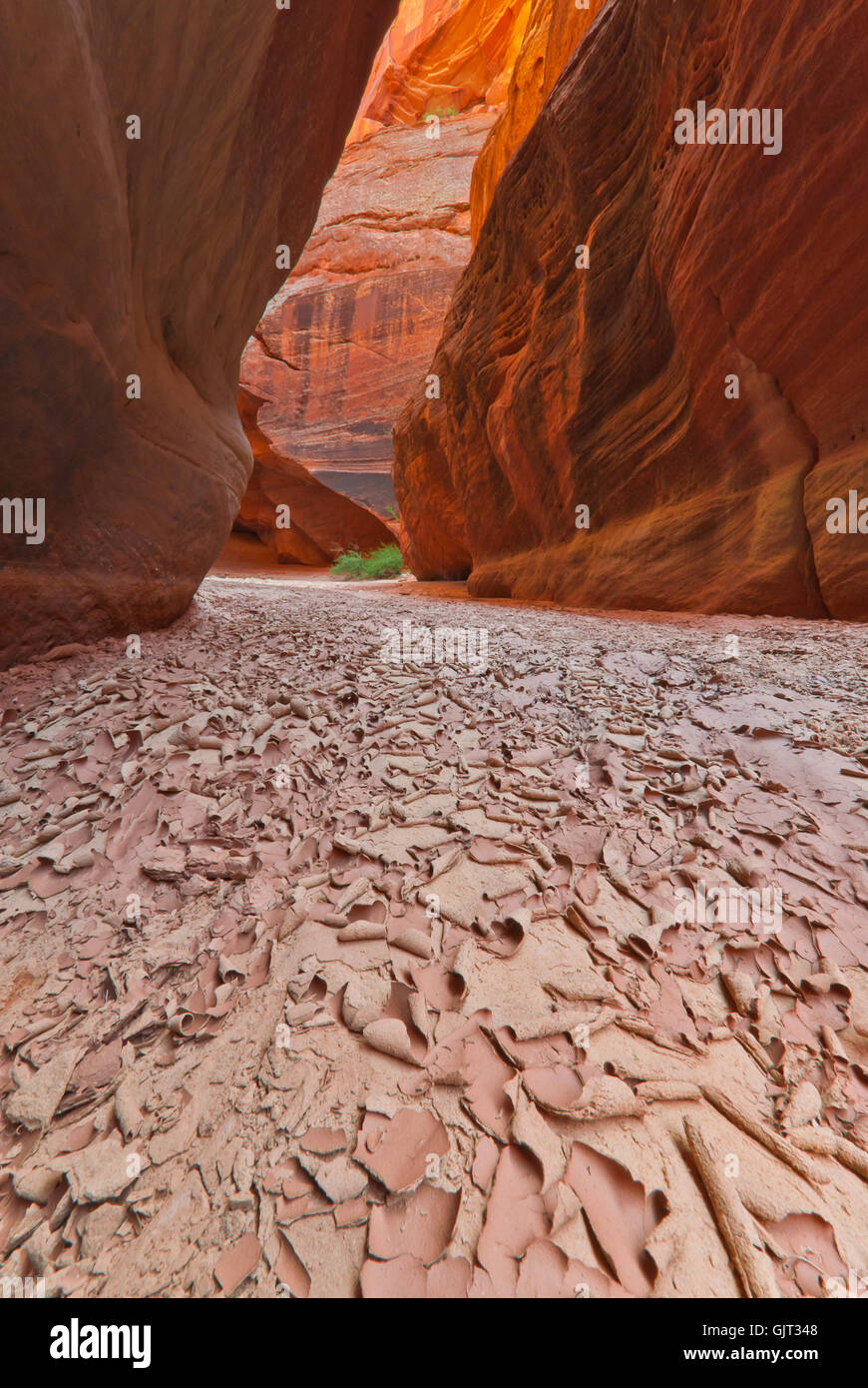 Deserto Deserto usa Foto Stock