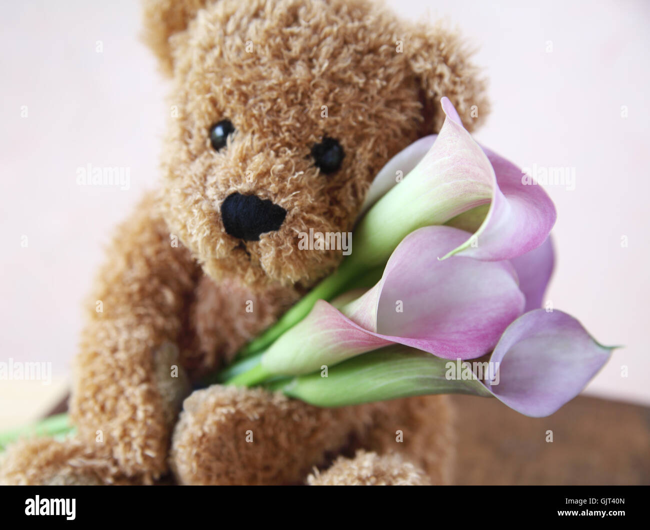 Orso di peluche affetto Foto Stock