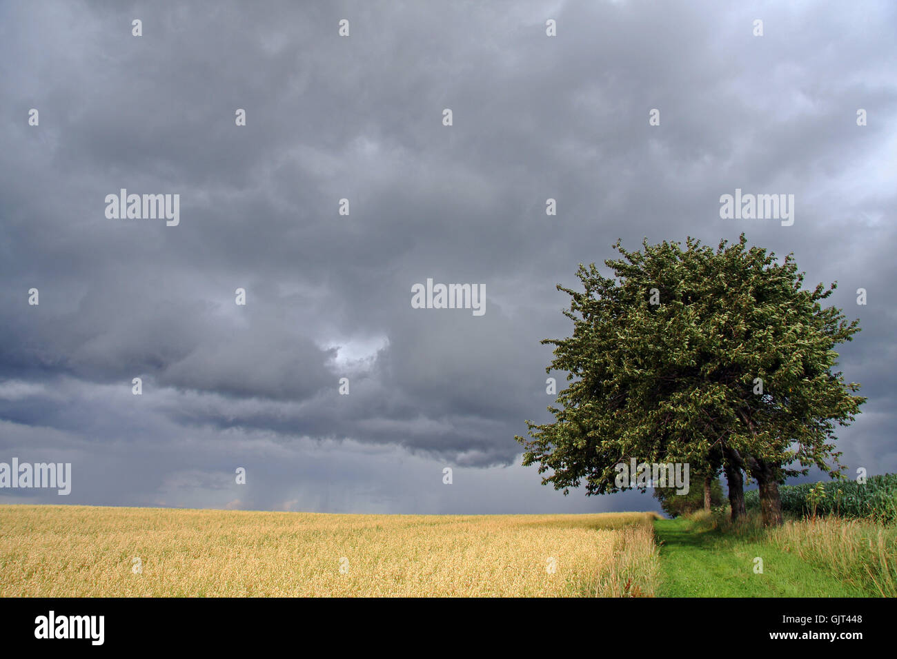 Struttura campo di alberi Foto Stock