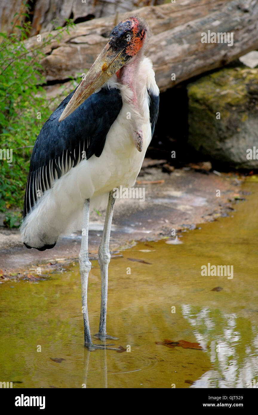 Animali uccelli Uccelli Foto Stock