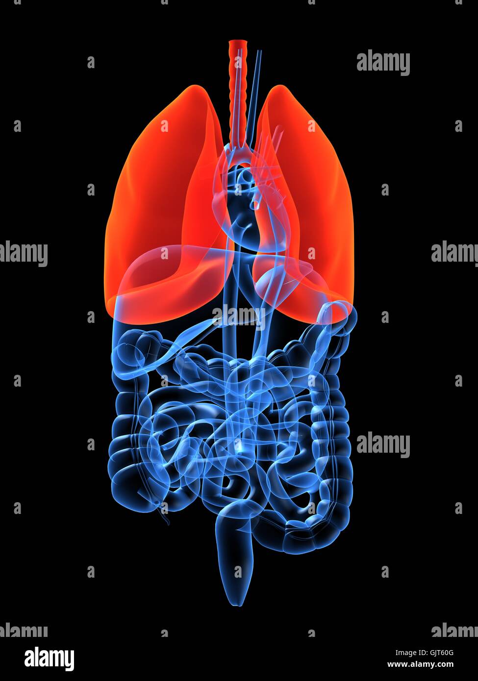 Medicalmente anatomia medica Foto Stock