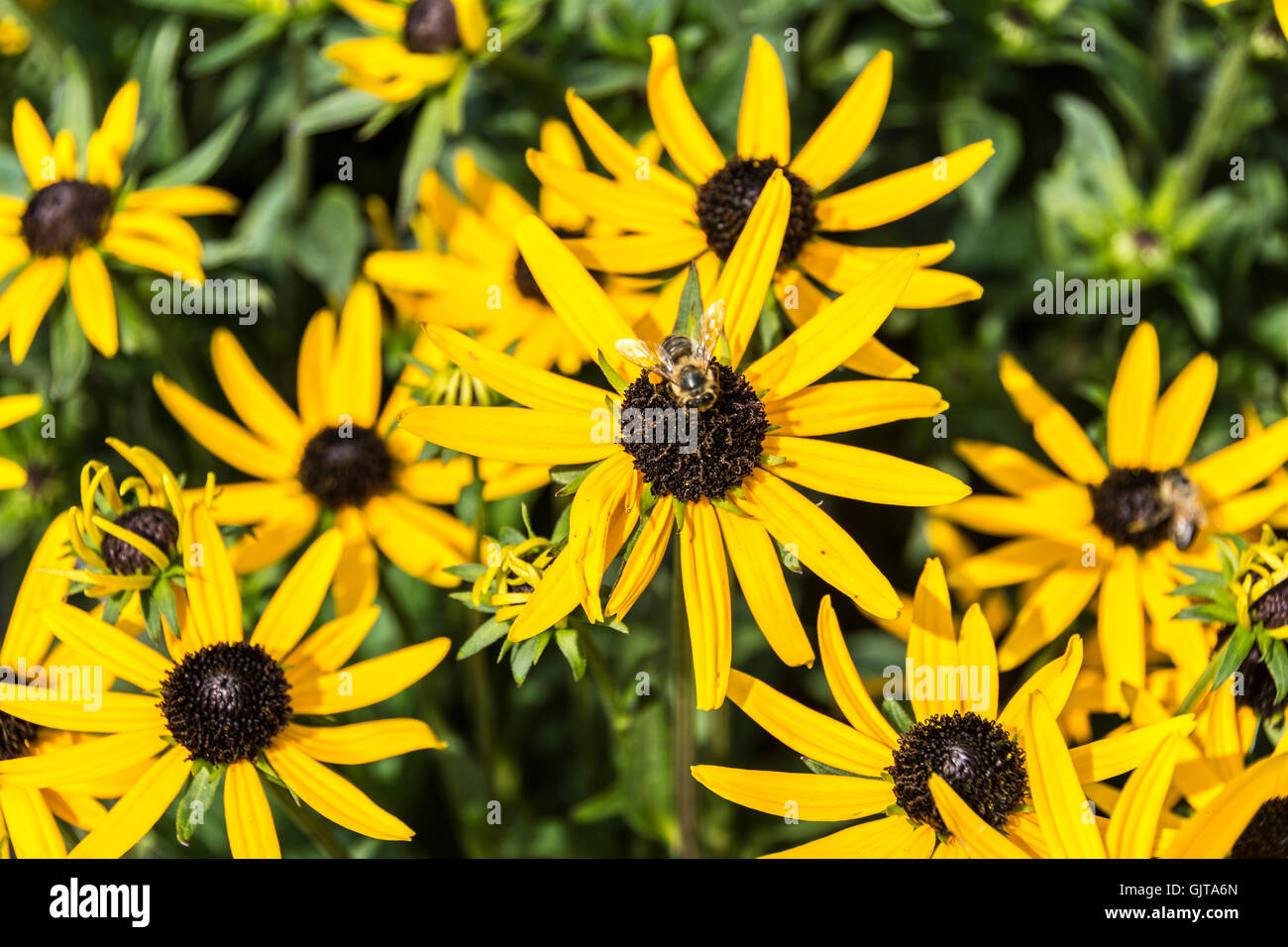 Api nettare di raccolta su un Rudbeckia Goldsturm perenne Foto Stock