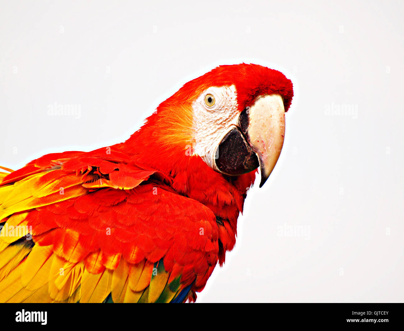 uccelli uccello dell'animale domestico Foto Stock