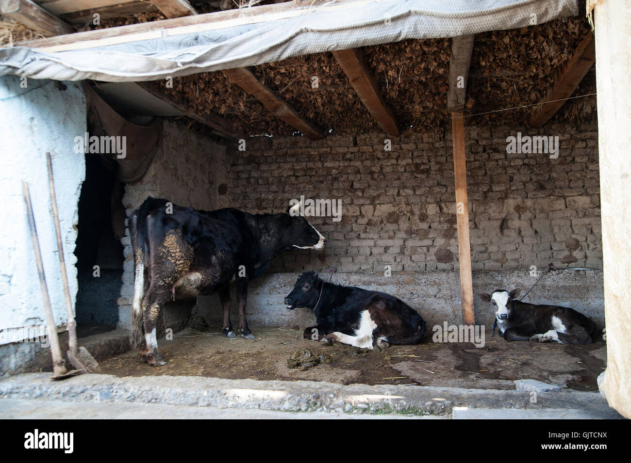 Jalabat, Kirghizistan: Famiglie mantengono le proprie mucche nella loro cortile Foto Stock