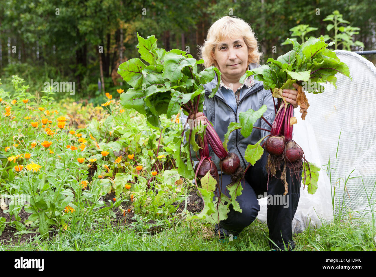 Donna matura un giardiniere holding barbabietole in mani seduta vicino coldframe Foto Stock