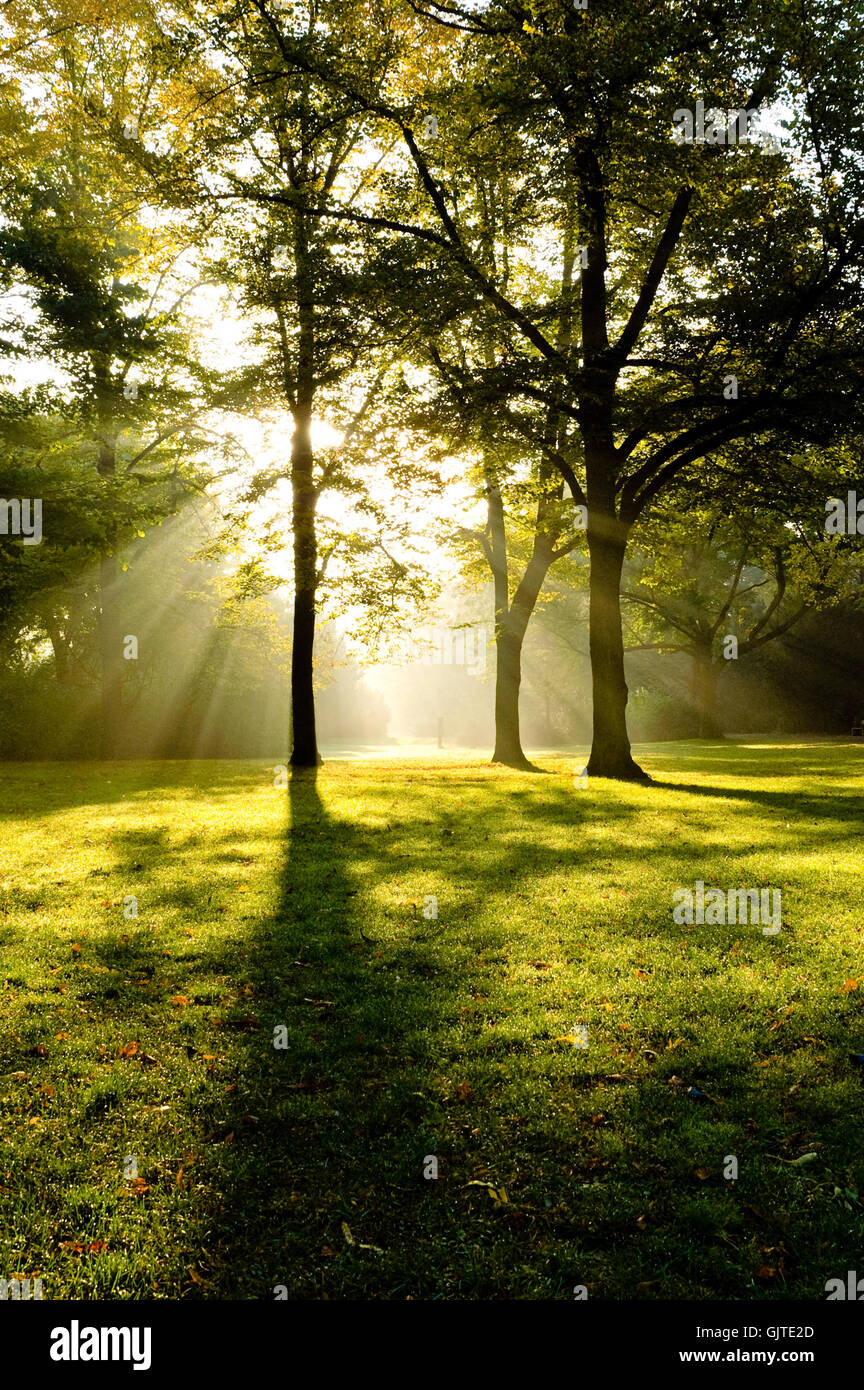 nebbia di albero verde Foto Stock