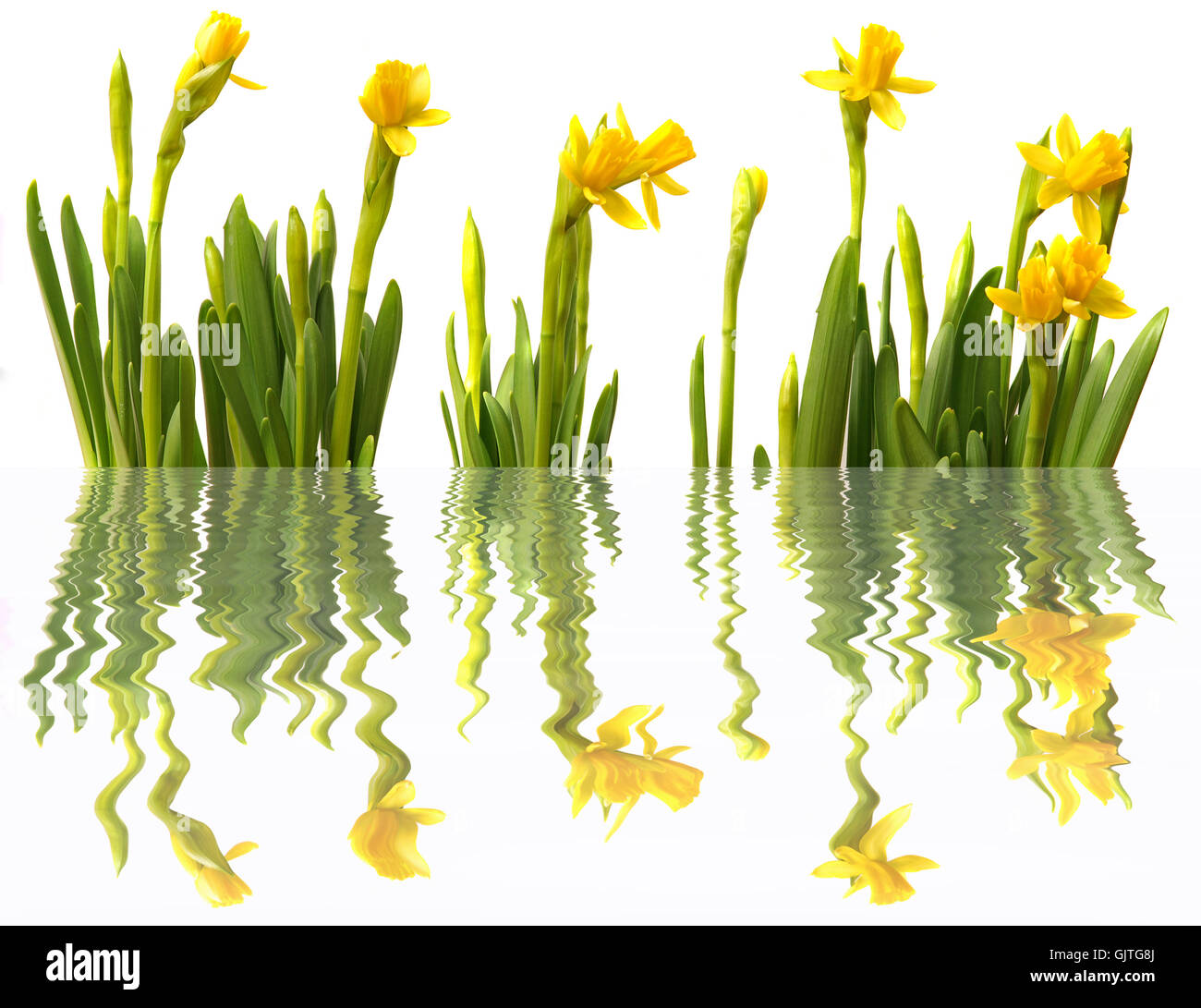 Mirroring di narciso Foto Stock