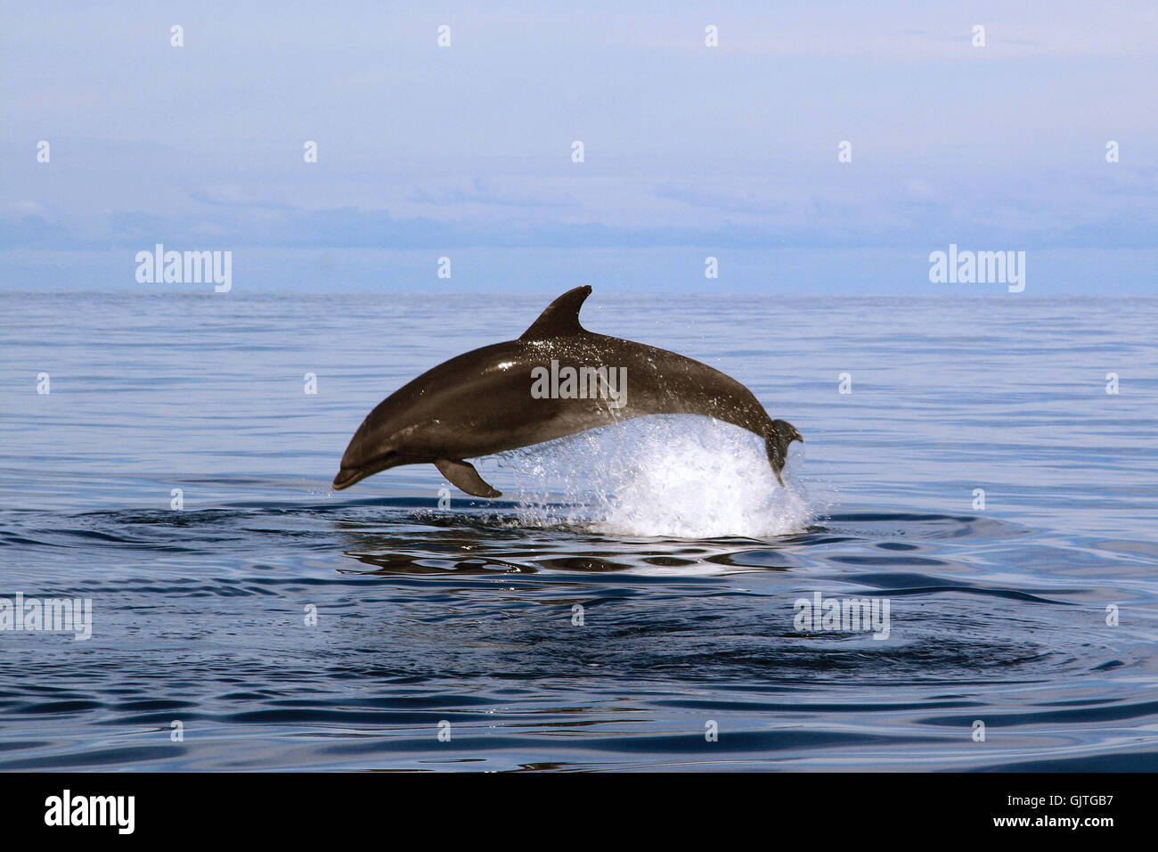 Libertà liberty animale del mare Foto Stock