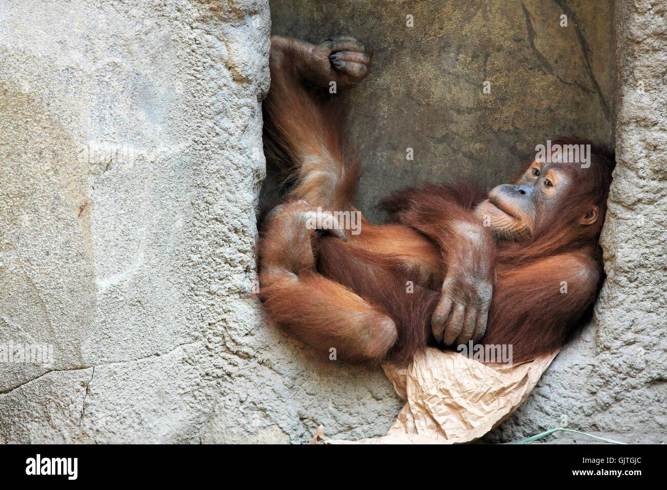 Monkey scimmie divertente Foto Stock