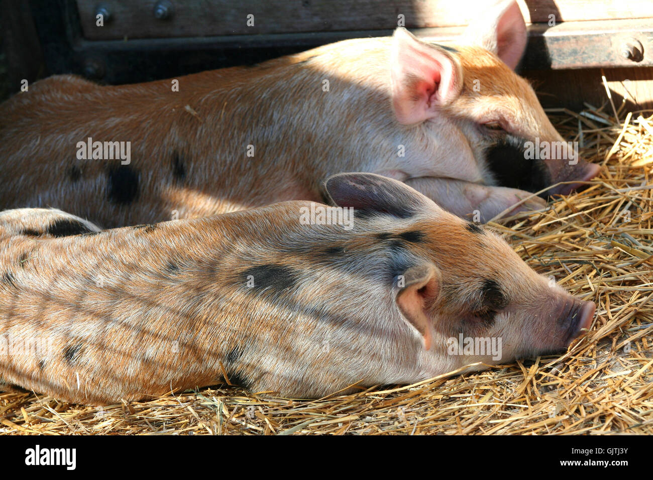 Mammifero animali dormire Foto Stock