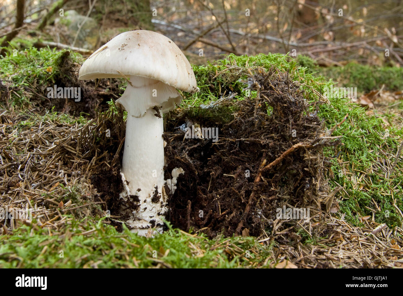 Amanita phalloides - muffa grigia Foto Stock